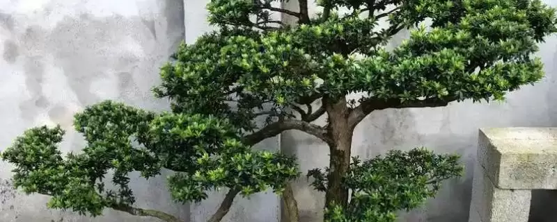 养殖珍珠罗汉松的方法和重点？养殖珍珠罗汉松要做好哪些细节？-会东网
