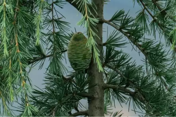 图片[2]-认识雪松这种植物的方法和重点？认识雪松这种植物要做好哪些细节？-会东网