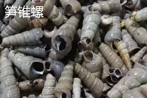 图片[4]-锥螺壳用途的种类和要点？了解锥螺壳用途需关注哪些方面？-会东网
