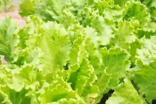 图片[2]-夏季适合种植蔬菜的种类和要点？夏季选种蔬菜需关注哪些品种？-会东网