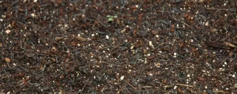香菜种子冷冻催芽的方法和要点？香菜种子冷冻催芽需掌握哪些关键技巧？-会东网