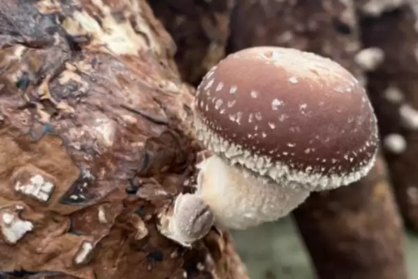 图片[4]-秋季香菇管理办法全解：接种后发菌室管理的关键步骤-会东网