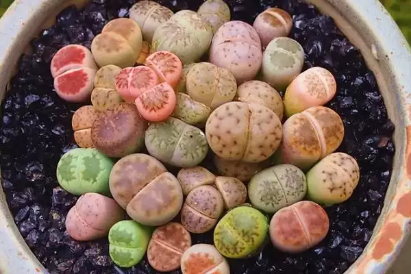 图片[5]-如何移栽生石花？移栽生石花要遵循哪些正确的移栽操作流程？-会东网