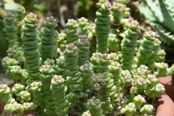 图片[4]-钱串子植物毒性揭秘：本身完全不含毒素的安全植物-会东网