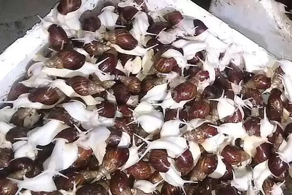 图片[4]-提高蜗牛卵孵化率的方法和重点？提高蜗牛卵孵化率要做好哪些细节？-会东网