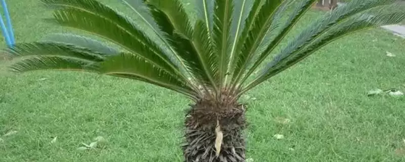 铁树开花的寓意？了解铁树开花寓意要探究哪些文化传统和象征意义内涵？-会东网