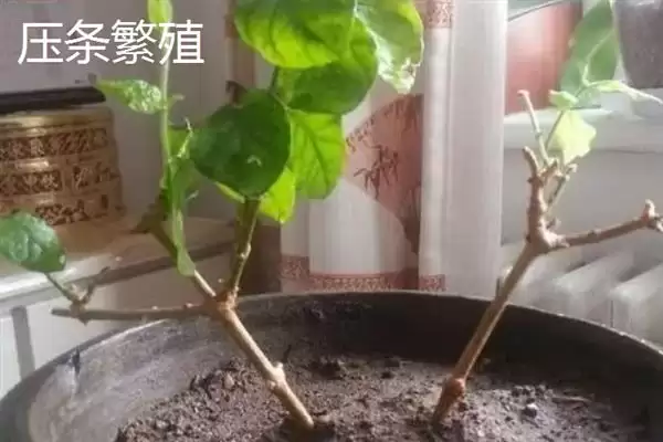 图片[3]-茉莉的繁殖方法主要有哪几种呢 ,茉莉繁殖可采用扦插或压条的方法-会东网