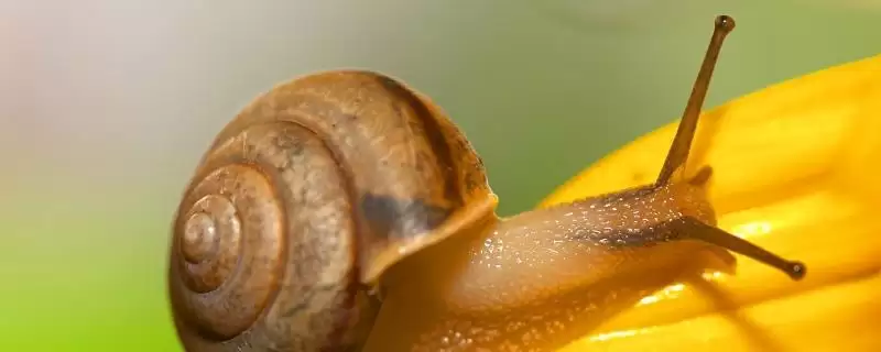 蜗牛的养殖模式？认识蜗牛养殖模式要了解哪些关键的养殖方式和管理要点？-会东网