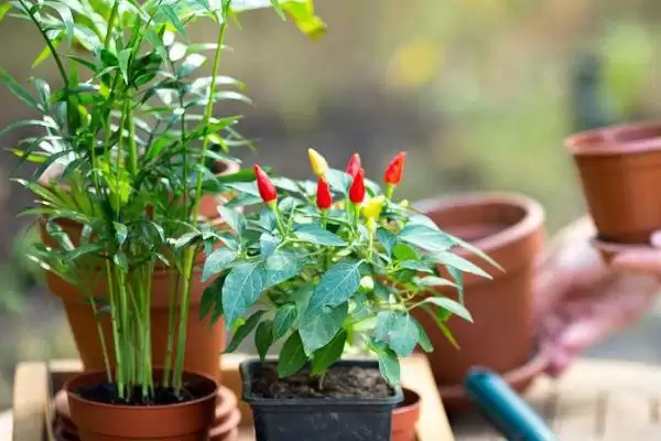 图片[3]-掌握移植花卉技巧的方法和重点？掌握移植花卉技巧要做好哪些细节？-会东网