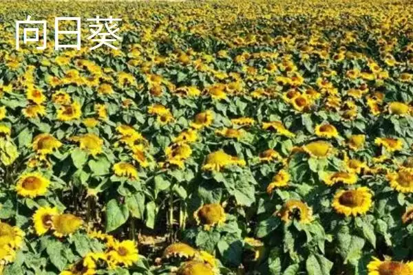 图片[4]-太阳花简介？认识太阳花要了解哪些关键的植物形态和生长特性要点？-会东网