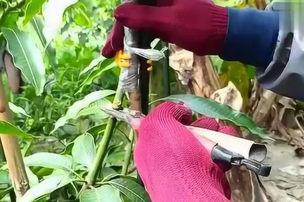 图片[7]-芒果如何进行修剪 ,芒果修剪分为哪些时期-会东网