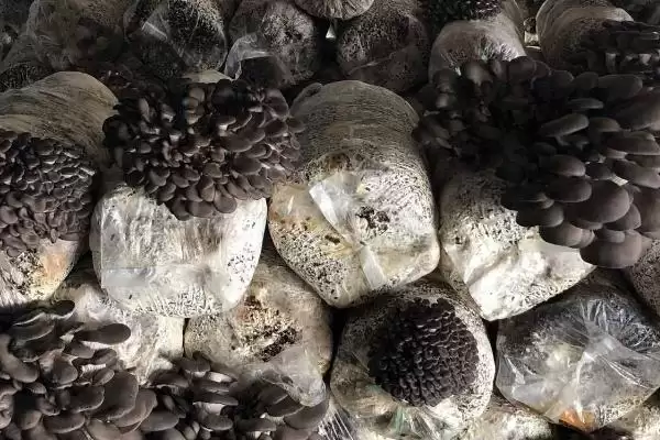 图片[3]-平菇种植方法全解：早晚喷水的重要步骤-会东网