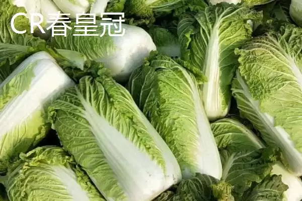 图片[5]-认识早熟大白菜品种的方法和重点？认识早熟大白菜品种要做好哪些细节？-会东网