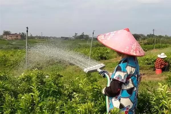 图片[3]-龙血树的浇水方法要点 ,龙血树不同季节怎么浇水呢？-会东网