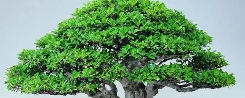 如何栽培盆景榕树？栽培盆景榕树要遵循哪些科学的栽培方法？-会东网