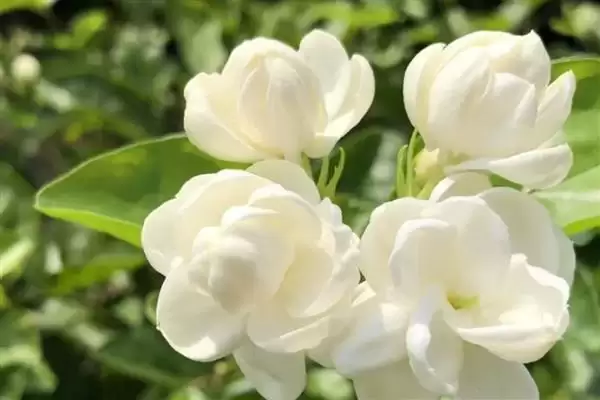 图片[2]-茉莉花茶的产地主要有哪些地方呢 ,茉莉花茶主要产地有福州、元江、横县等-会东网