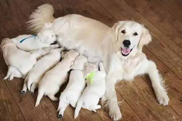 图片[7]-帮助狗狗排出死胎的方法和重点？帮助狗狗排出死胎要做好哪些细节？-会东网