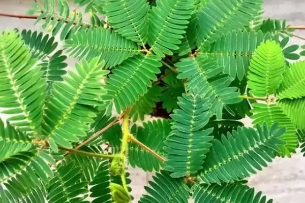 图片[5]-如何种植含羞草种子？种植含羞草种子要遵循哪些详细的种植步骤？-会东网