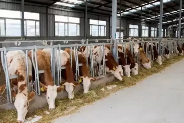 图片[3]-肉牛快速育肥技术？实现肉牛快速育肥要运用哪些有效技术？-会东网