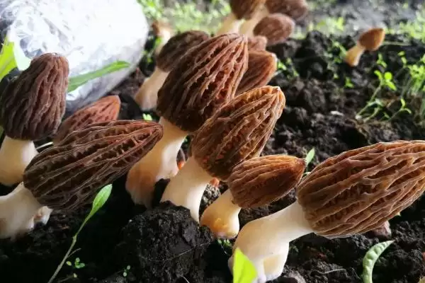 图片[4]-判断羊肚菌无菌霜是否会出菇的方法和重点？判断羊肚菌无菌霜是否会出菇要做好哪些细节？-会东网