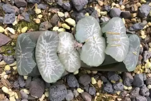 图片[10]-认识玉扇的方法和重点？认识玉扇要做好哪些细节？-会东网