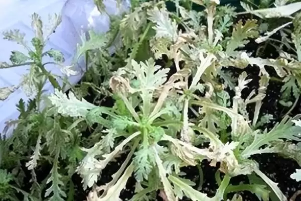 图片[5]-茼蒿炭疽病怎么防治？防治茼蒿炭疽病要采取哪些有效的防治措施？-会东网