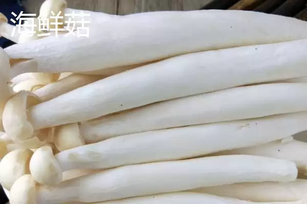 图片[3]-金针菇和海鲜菇的区别 ,金针菇与海鲜菇有何不同呢-会东网