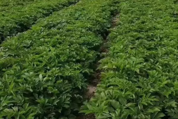 图片[6]-种植白芷的流程和要点？种植白芷需把控哪些关键环节？-会东网