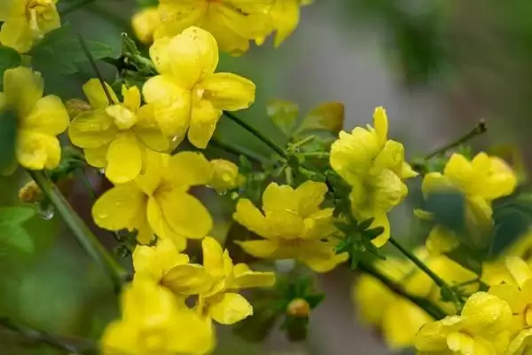 图片[2]-了解迎春花味道的方法和重点？了解迎春花味道要做好哪些细节？-会东网