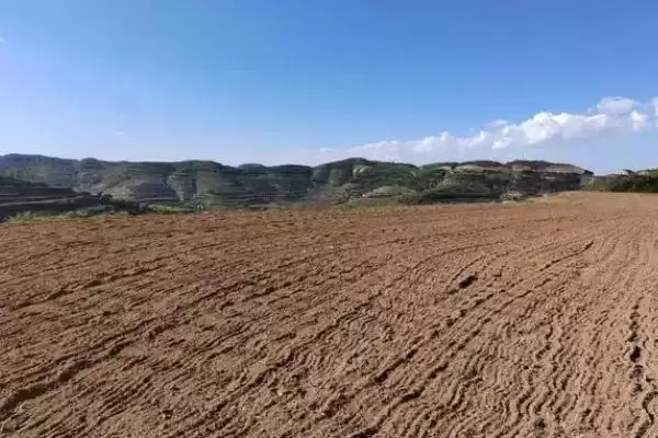 图片[2]-如何培育良种枇杷？培育良种枇杷要遵循哪些科学的培育流程？-会东网