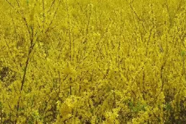 图片[4]-连翘的种植土壤选择 ,连翘种植为何用砂质土为佳？-会东网