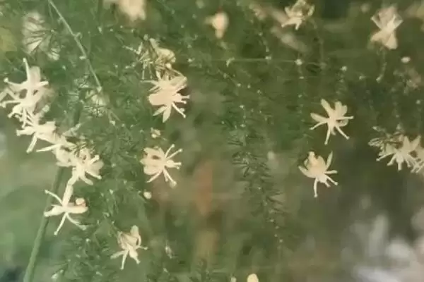 图片[4]-了解云竹开花寓意的方法和重点？了解云竹开花寓意要做好哪些细节？-会东网