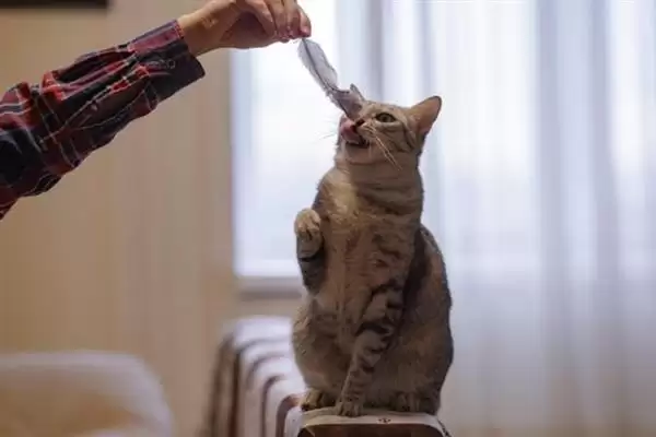 图片[7]-让猫咪变得粘人的方法？培养猫咪粘人习性要掌握哪些有效的互动和饲养方法？-会东网