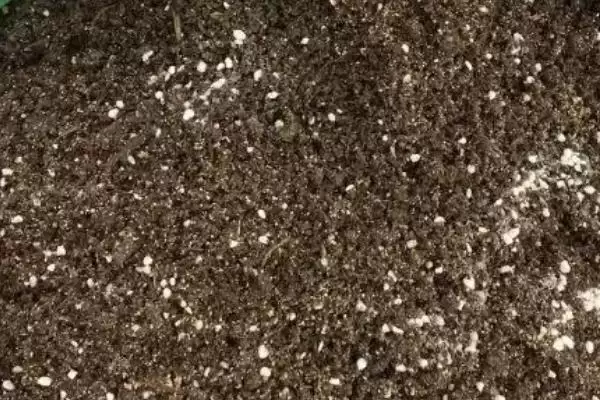 图片[4]-了解种风姜适用土壤的方法和重点？了解种风姜适用土壤要做好哪些细节？-会东网