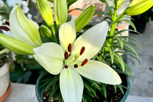 图片[4]-盆栽百合花浇水方法：每隔3天浇一次的科学频率-会东网