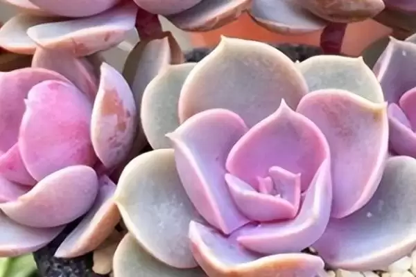 图片[4]-紫珍珠养殖的方法和要点？养殖紫珍珠需掌握哪些关键技术环节？-会东网