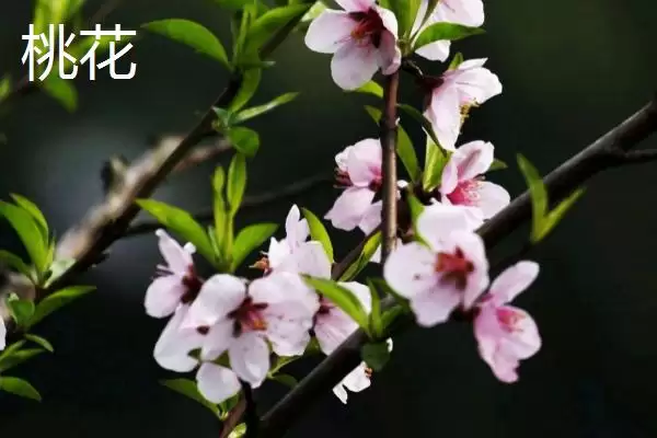 图片[3]-山桃花和桃花的区别？区分山桃花和桃花要关注哪些重要的差异点？-会东网