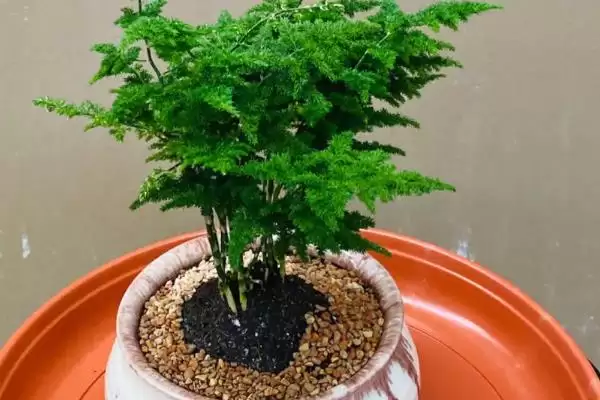 图片[5]-了解云竹开花寓意的方法和重点？了解云竹开花寓意要做好哪些细节？-会东网