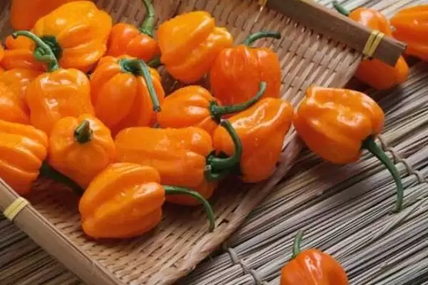 图片[10]-种植前景广阔的作物：蓝宝石葡萄、白草莓、秋葵的市场潜力-会东网