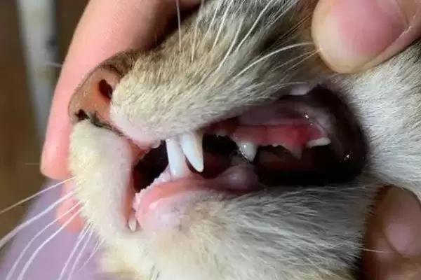 图片[9]-什么是猫艾滋？了解猫艾滋要知晓哪些关键的疾病特性和传播方式？-会东网