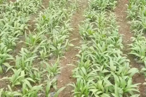 图片[4]-种植一亩白芨的成本和要点？种植白芨成本核算需关注哪些？-会东网