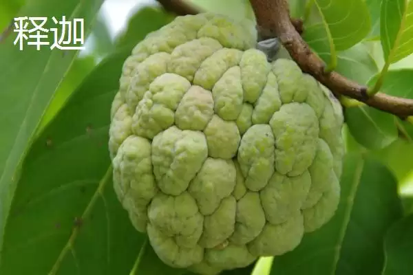 图片[6]-荔枝和释迦的区别 ,荔枝和释迦在哪些方面有不同？-会东网