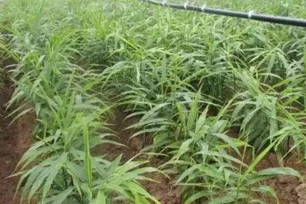 图片[13]-生姜的常见病害与防治方法？种植生姜防治常见病害要采取哪些措施？-会东网