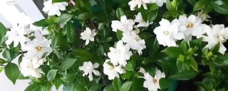 掌握栀子花养殖要点的方法和重点？掌握栀子花养殖要点要做好哪些细节？-会东网