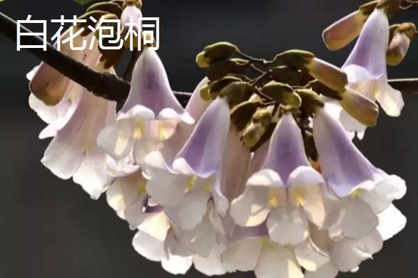 图片[5]-泡桐树开花时间揭秘：一般3-4月绽放的美丽时刻-会东网