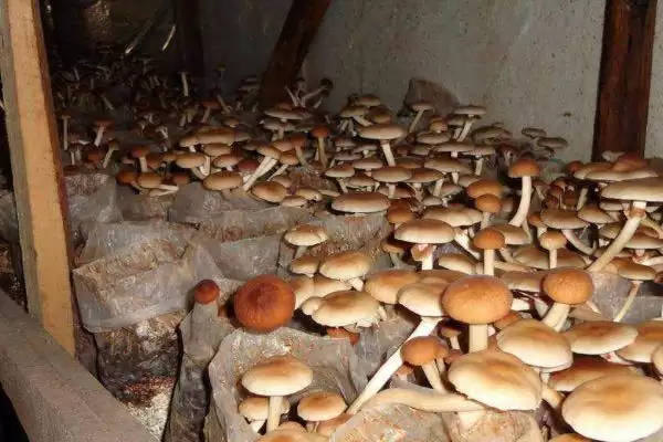 图片[7]-闲置农村房适合养殖的种类和要点？选择农村房养殖项目需关注哪些方面？-会东网