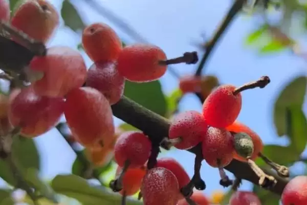 图片[4]-种植羊奶果的方法和重点？种植羊奶果要做好哪些细节？-会东网