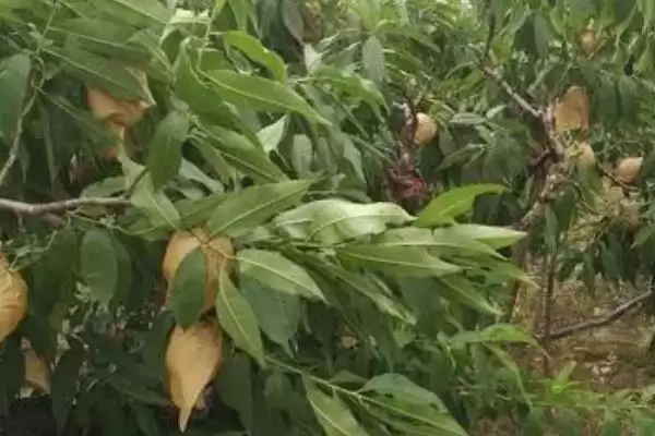 图片[5]-种植水蜜桃的方法和重点？种植水蜜桃要做好哪些细节？-会东网