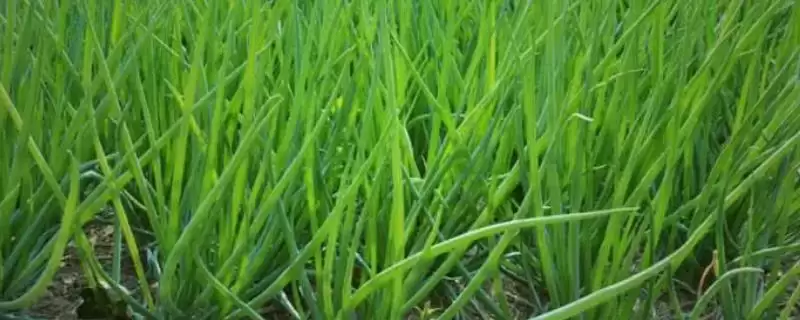 小葱产地的分布和要点？了解小葱产地需关注哪些关键信息？-会东网