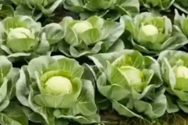 图片[4]-卷心菜的形态特征 ,卷心菜具有怎样独特的形态呢？-会东网